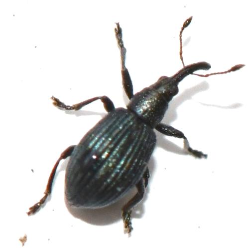 Réf. 334 824 : Ischnopterapion virens